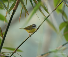 Abroscopus superciliaris