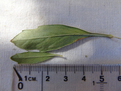 Baccharis heterophylla