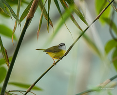 Abroscopus superciliaris