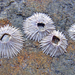 Rosette Barnacle - Photo (c) Simon Grove, some rights reserved (CC BY-NC), uploaded by Simon Grove (TMAG)