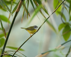 Abroscopus superciliaris