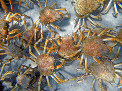 Leptomithrax gaimardii