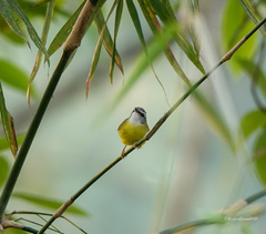 Abroscopus superciliaris