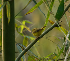 Abroscopus superciliaris
