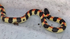 Homoroselaps lacteus