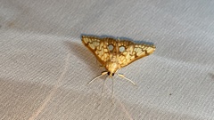 Neoanalthes contortalis