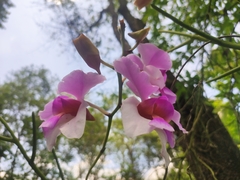 Papilionanthe