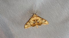 Neoanalthes contortalis