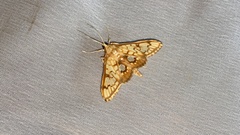 Neoanalthes contortalis