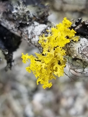 Vulpicida canadensis