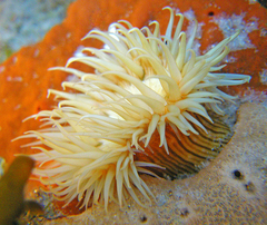 Anthothoe albocincta
