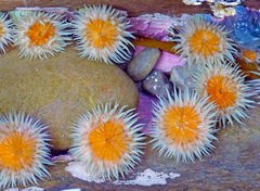 Anthothoe albocincta