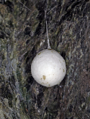 Hickmania troglodytes