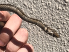Psammophis crucifer