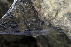 Hickmania troglodytes