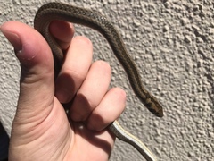 Psammophis crucifer