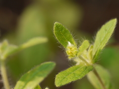 Acanthospermum hispidum