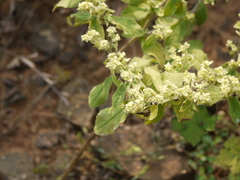 Acanthospermum hispidum