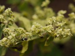 Acanthospermum hispidum