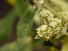 Acanthospermum hispidum