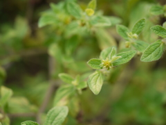 Acanthospermum hispidum