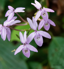 Pseuderanthemum latifolium