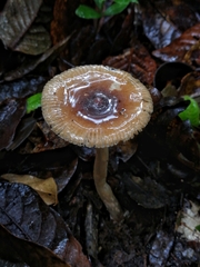 Amanita sororcula