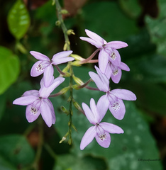 Pseuderanthemum latifolium