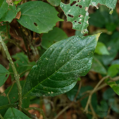 Pseuderanthemum latifolium