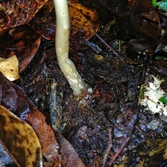 Amanita sororcula