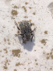 Brachypera zoilus