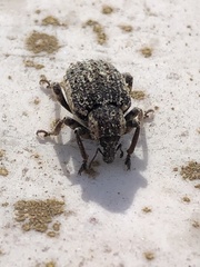 Brachypera zoilus