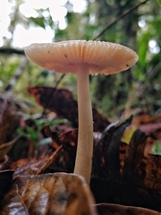 Amanita sororcula