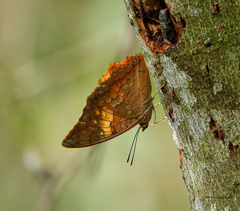Charaxes bernardus