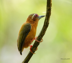 White-Browed Piculet photo 2