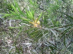 Persoonia linearis