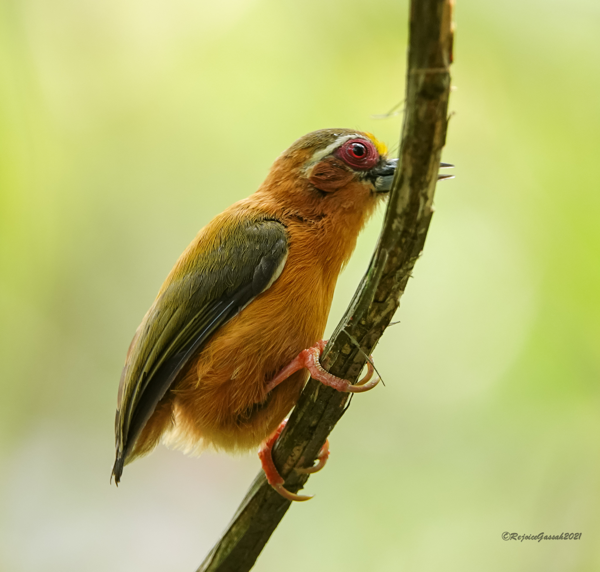 White-browed Piculet (Sasia ochracea)