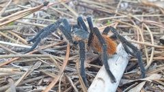 Harpactira chrysogaster