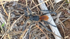 Harpactira chrysogaster