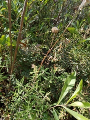 Monardella hypoleuca intermedia