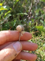 Monardella hypoleuca intermedia