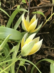 Tulipa urumiensis