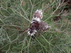 Petrophile canescens