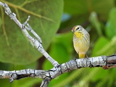 Setophaga palmarum