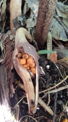 Protarum sechellarum