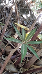 Protarum sechellarum