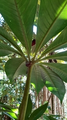 Protarum sechellarum