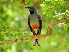 Turdus plumbeus