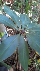 Protarum sechellarum