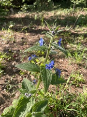 Pentaglottis sempervirens